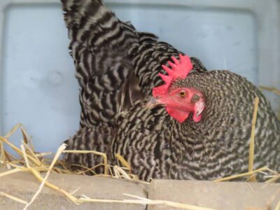 broody-hen-hatching-eggs